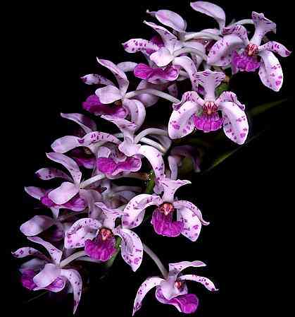 Rhynchostylis retusa 